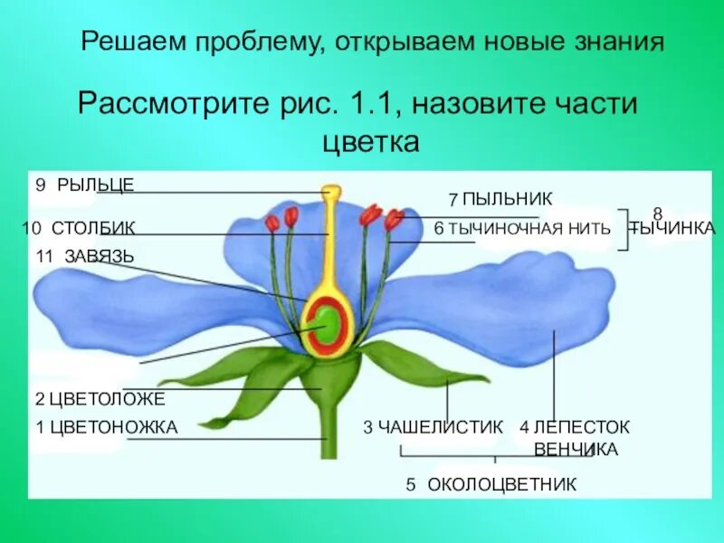 Чашелистик пыльник и завязь на рисунке цветка. Пыльник тычиночная нить рыльце. Пыльник тычиночная нить завязь. Часть цветка цветоножка. Цветоножка цветоложе околоцветник.