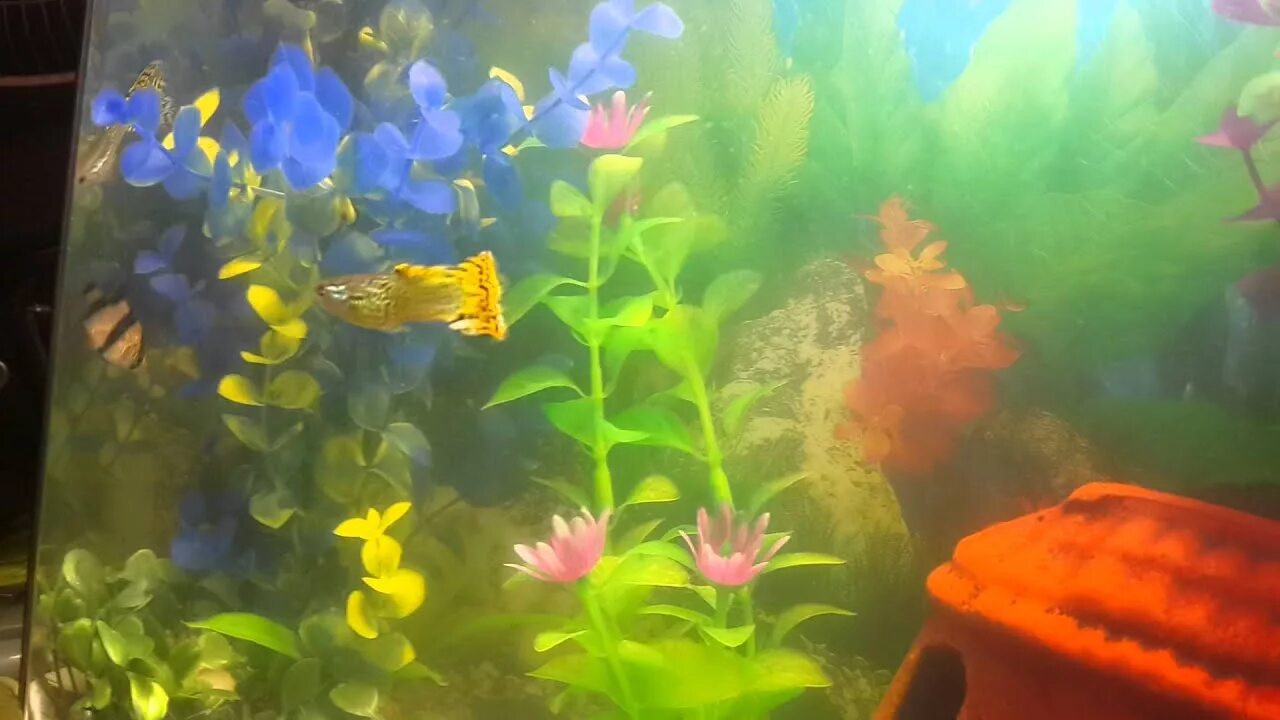 Гуппи красная. Гуппи аквариумные рыбки и петушок. Золотая рыбка уживается с золотой. Аквариумные рыбки данио и гуппи. Гуппи и петушки.