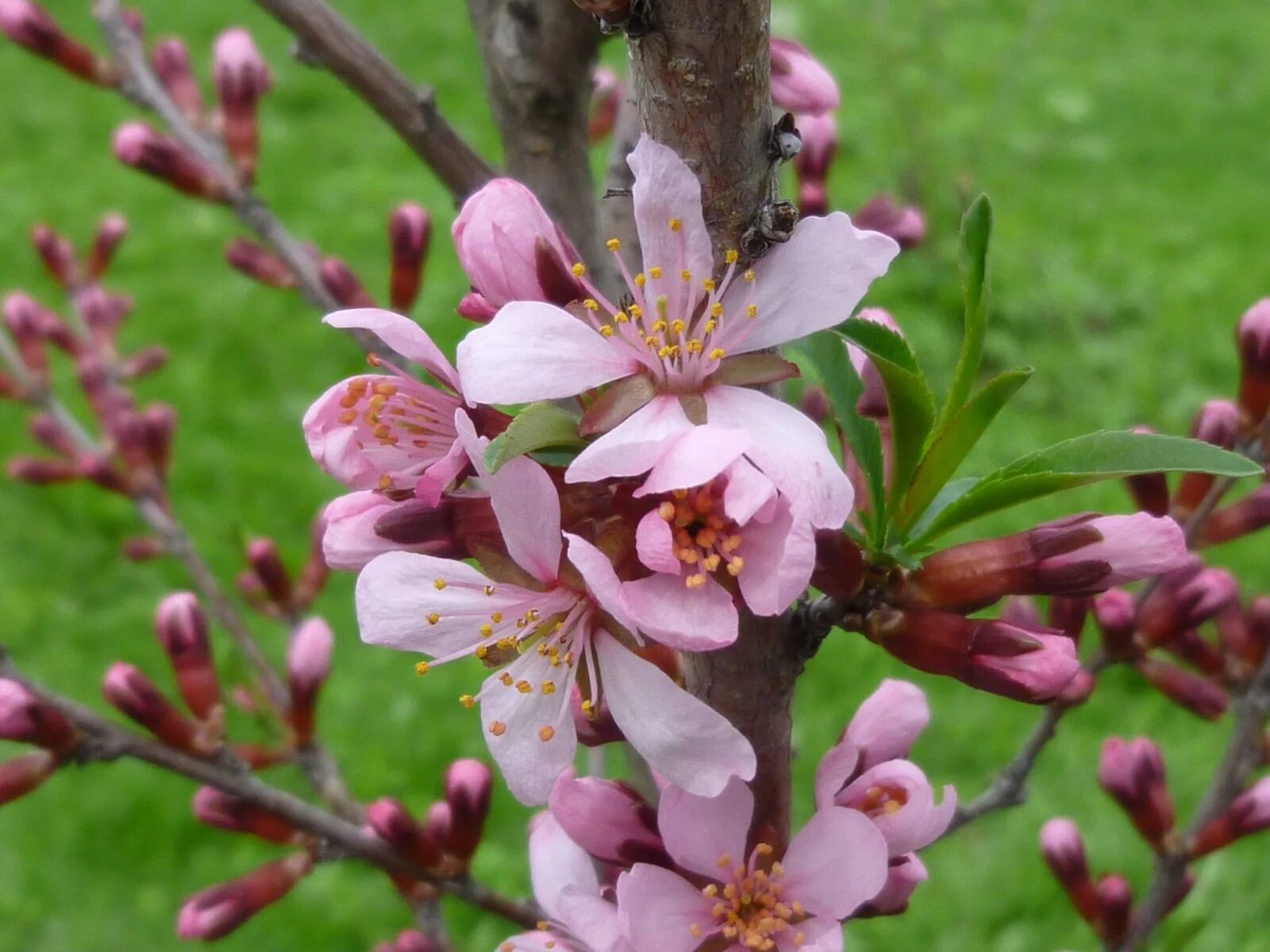 Миндаль великий. Миндаль двулопастный. Миндаль обыкновенный (Prunus Dulcis). Миндаль Бухарский. Миндаль Горький куст.