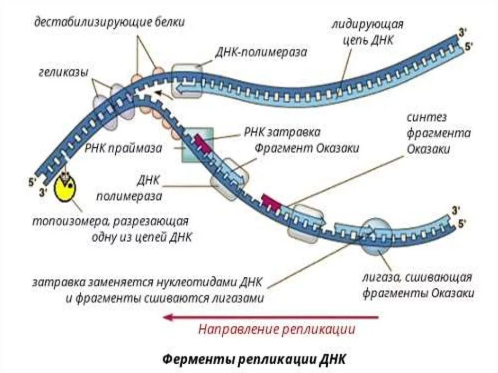 Как называются цепи днк. Ферменты репликации молекул ДНК функции. Ферменты участвующие в репликации ДНК. Ферменты репликации ДНК таблица. Репликация ДНК ферменты белки этапы.