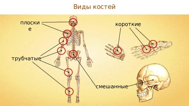 Скелет человека трубчатые кости. Анатомия опорно двигательная система скелет. Типы костей опорно двигательной системы. Строение коротких костей. Кость состав строение рост.
