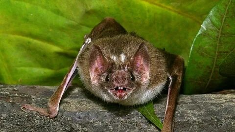 Мышь vampire