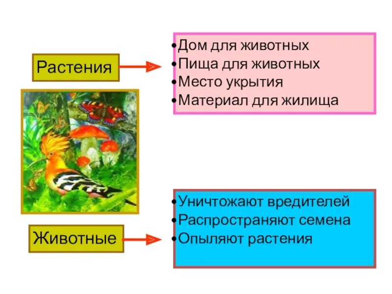 Как связаны между собой животные и растения. Связи невидимых нитей между растениями и животными. взаимосвязь растений и животных. взаимосвязь между растениями и животными. взаимосвязь растений и животных в природе.