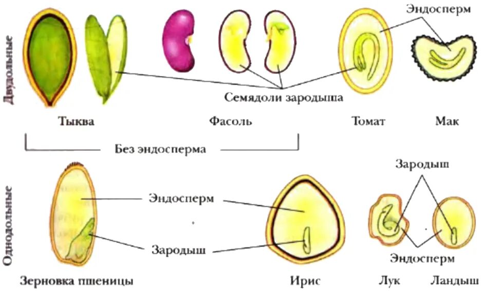 Маки егэ