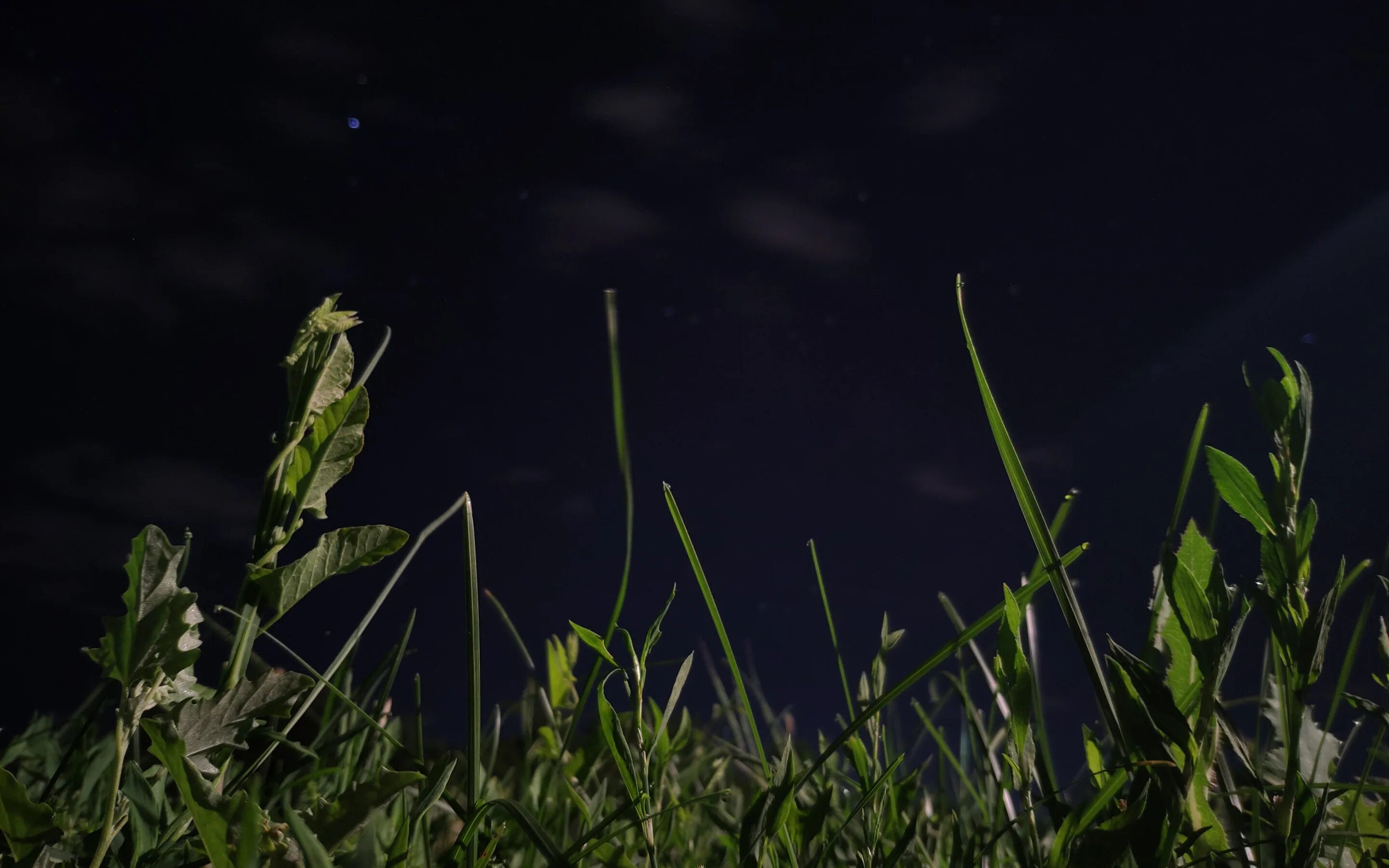 Однажды вечером в траве. Ночное поле. Трава ночью. Природа ночью. Высокая трава ночью.