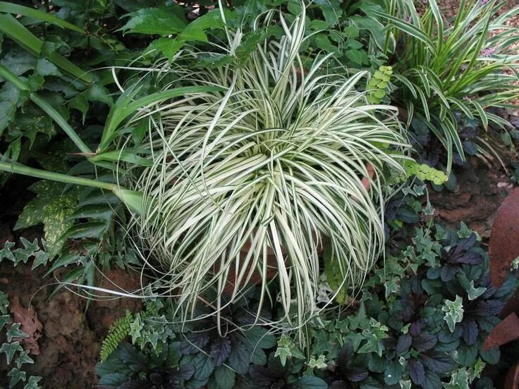 Осока декоративная фото с названиями Пин на доске Ornamental grasses