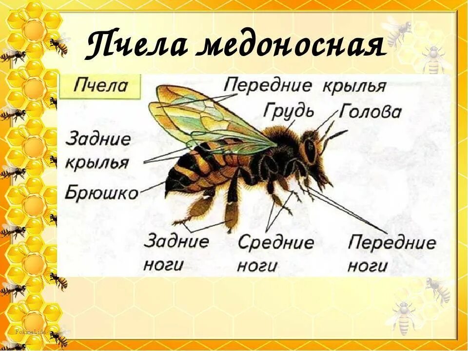 Пчелы 1 разбор. Внешнее строение медоносной пчелы. Строение пчелы для детей. Характеристика медоносной пчелы. Строение пчелы медоносной.