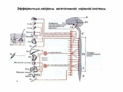 Где расположены вегетативные нейроны
