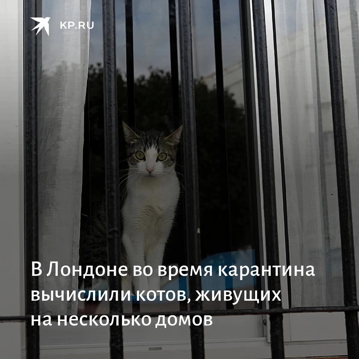 Кот проживает 9 жизней. Кот живущий долго в Лондоне. Котик и вычисления. Какие кошки живут в Лондоне. Заголовки про плохую жизнь в Лондоне.