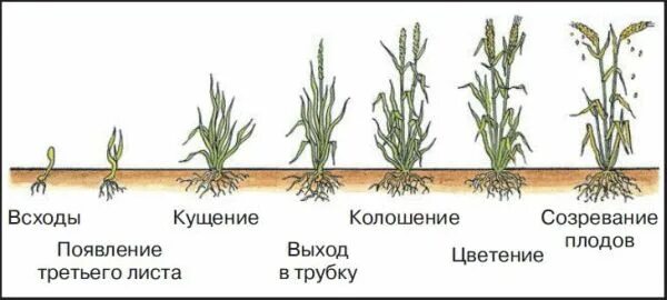 Развитие ячменя. Фазы созревания озимой пшеницы. Фаза кущения Яровой пшеницы. Фаза кущения ярового ячменя. Фазы вегетации Яровой пшеницы.