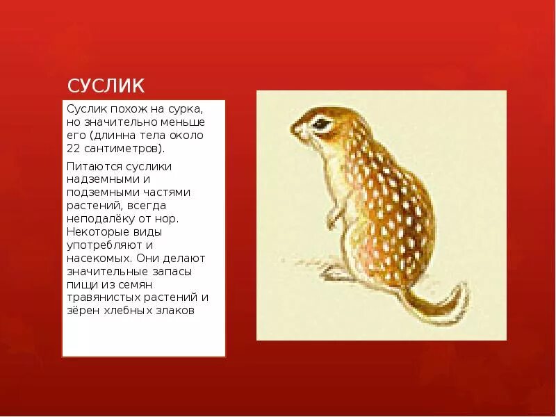 История о сусликах. Надпись суслик. Ежик и суслик. Суслик степной 4 класс. Интересные факты о сусликах.
