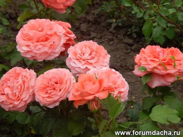 мишкины розы саженцы