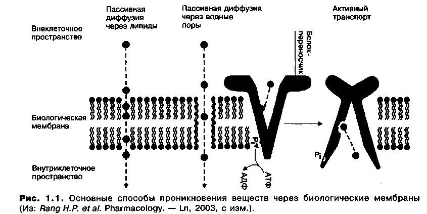 Основные способы проникновения веществ через биологические мембраны. Проникновение лс через клеточные мембраны. Механизм всасывания веществ через биологические мембраны. Активный путь проникновения веществ. Диффузный путь