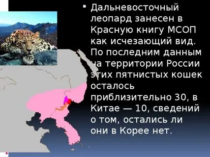 Почему леопарды в красной книге