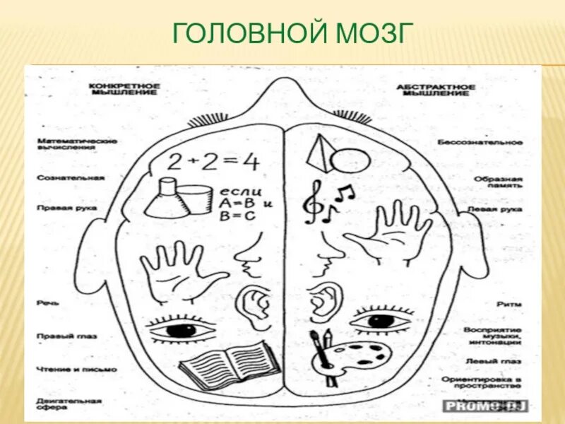 Мелкая моторика и мозг. Занятия для развития мозга. Моторика и развитие мозга. Развитие мелкой моторики головной мозг. Пальцы рук и мозг