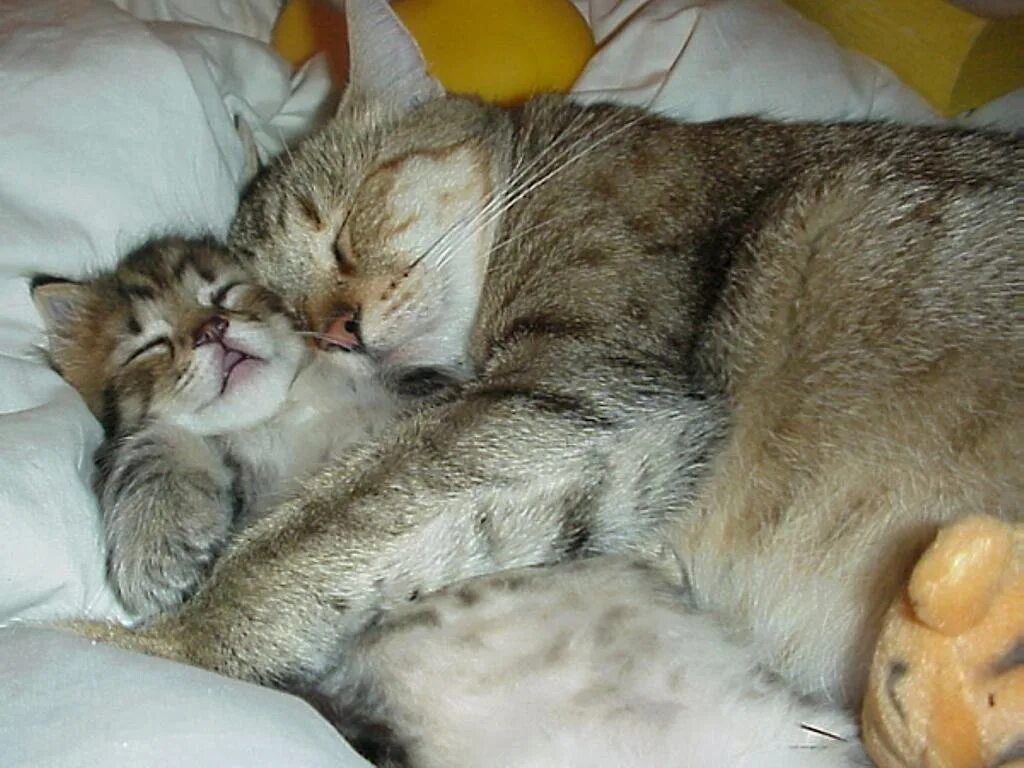 Спящие котята. Спящий котик. Сладкие котики обнимаются. Киса ночью