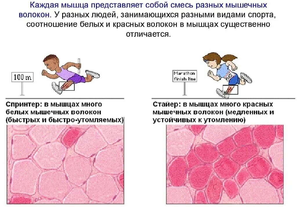 Заполните таблицу виды мышечных волокон медленные быстрые. Быстрые и медленные мышечные волокна. красные и белые волокна мышц. медленные (красные) мышечные волокна. типы мышечных волокон.