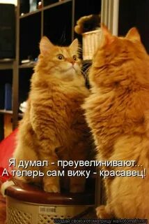 Смешные картинки с котами и надписями