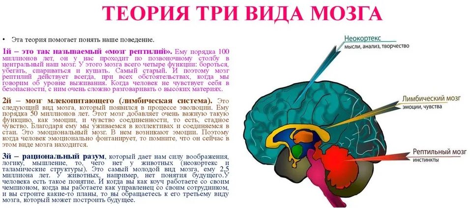 Тип головного мозга человека. Отделы мозга рептильный мозг неокортекс. мозг неокортекс лимбическая система. строение мозга человека лимбическая система рептильный мозг. три мозга человека рептильный мозг лимбическая система и неокортекс.