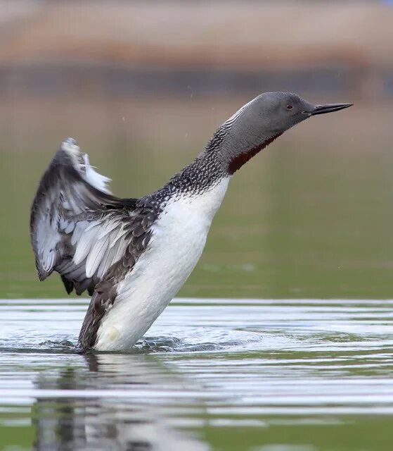 Гагара песня. Гагара летит. Гагара чернозобая самара. Европейская чернозобая гагара. Гагара песня.