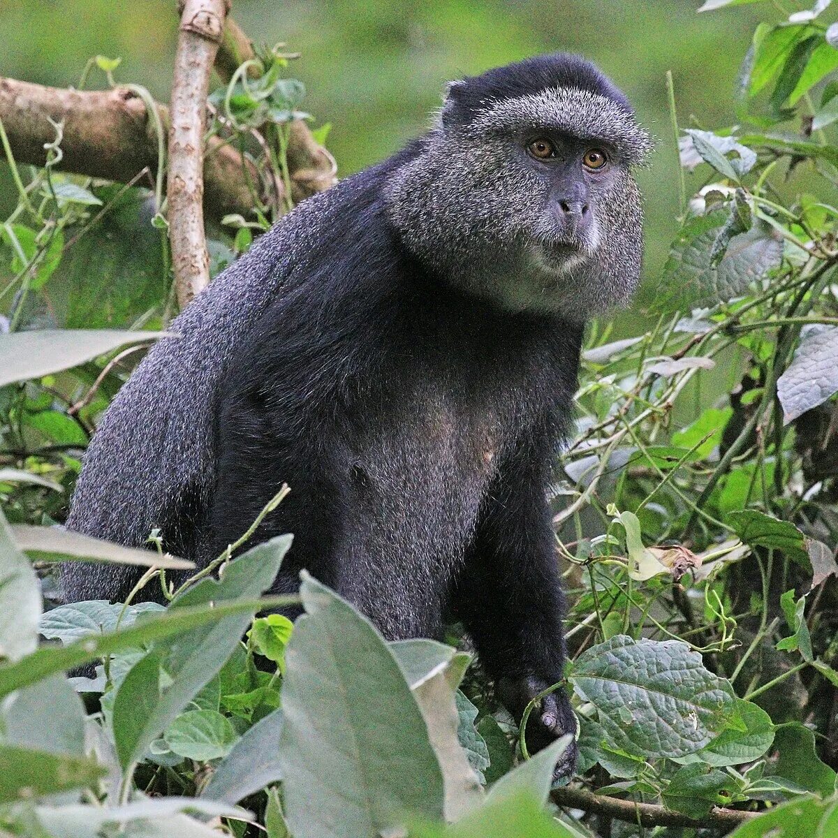 Осаа обезьян. Cercopithecus mitis. cercopithecus kandti. голубая мартышка. матабей обезьяна.