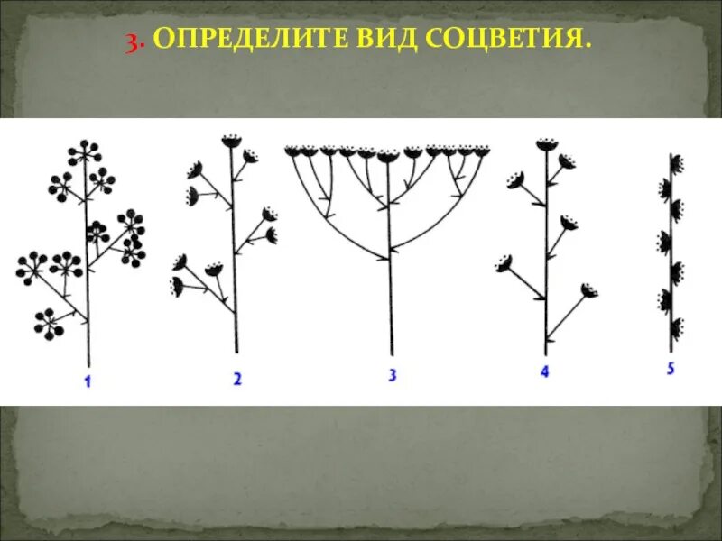 Соцветия 6 класс биология. Соцветия без подписей. Типы соцветий с подписями. Соцветия схемы без подписей. Цветок соцветие 6 класс биология проверочная работа