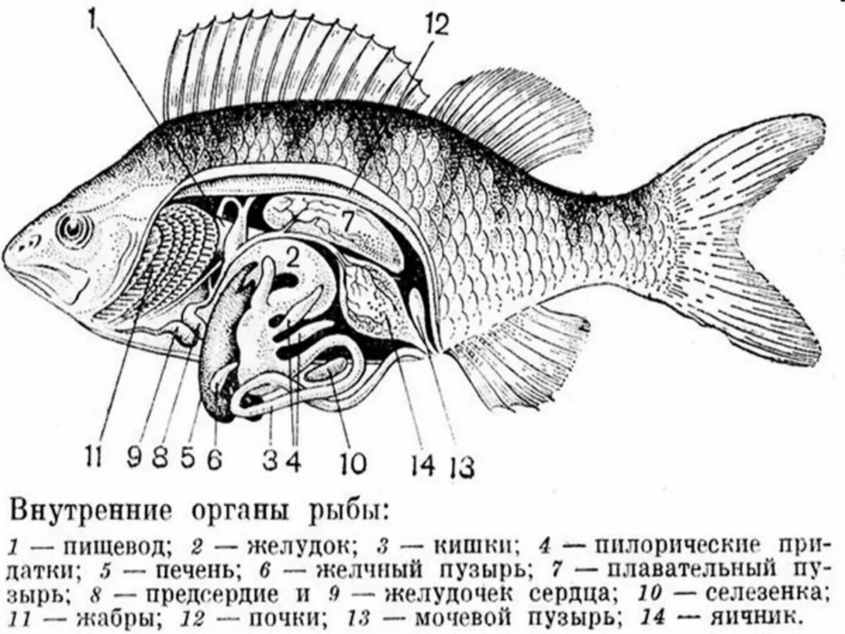 Строение систем органов рыбы. Внутреннее строение костистой рыбы. внутренне строение костистой рыбы. топография внутренних органов окуня. внутреннее строение костной рыбы.