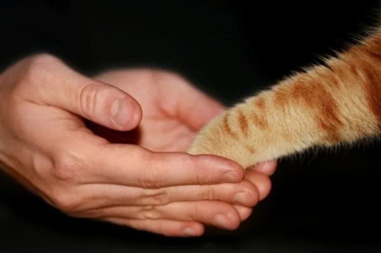 кошка дает лапу