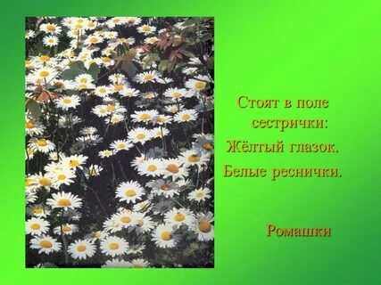Желтые глазки белые реснички