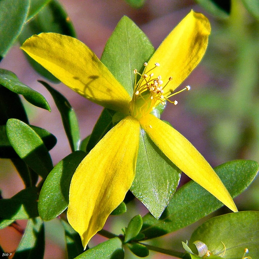 Зверобой четырехгранный Hypericum quadrangulum l.. Hypericum frondosum. Hypericum humifuscus. Hypericum Pulchrum.