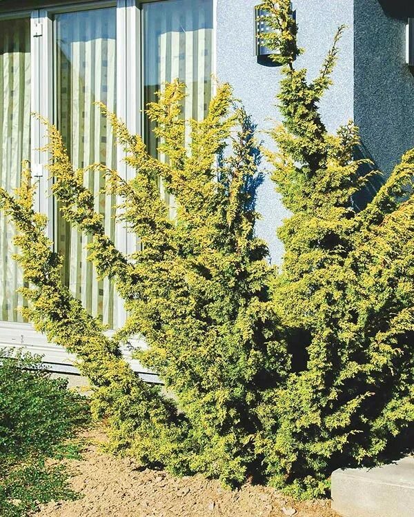 Можжевельник китайский Plumosa Aurea - в наличии низкая цена - саженцы, описание