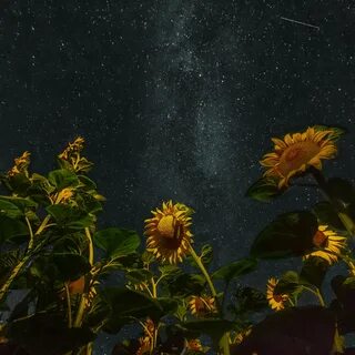 Ночное цветение подсолнухов