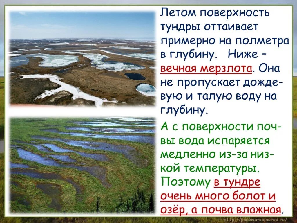 Воды тундры в россии. Мерзлота в тундре. Тундра почва Вечная мерзлота. Тундра болота. В тундре много.