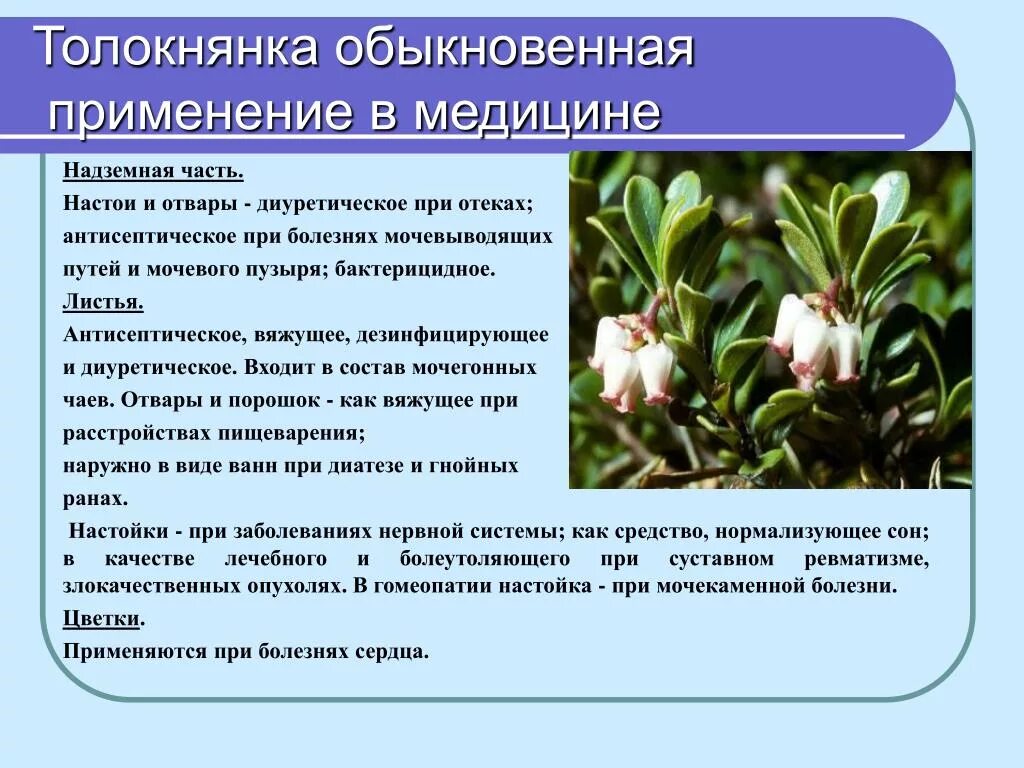 Медвежьи ушки от чего. Арктическая толокнянка. Листья толокнянки растение. Толокнянка лекарственное растение. Толокнянка обыкновенная применение.