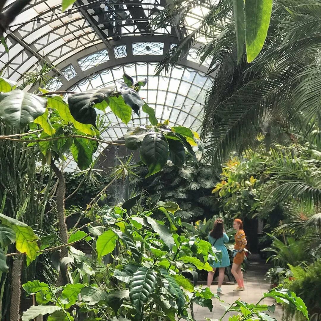 Оранжерея петра великого спб. Ботанический сад спб время. Оранжерея петра великого в санкт петербурге. Водная оранжерея ботанического сада спб. Ботанический сад петра великого оранжерея.