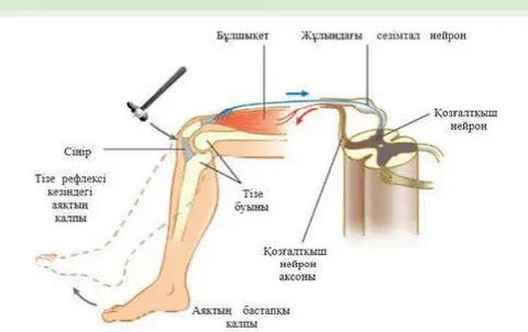 Спорт залында жас гимнастпен жыныстық қатынас