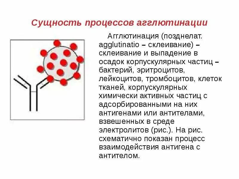 Реакция агглютинации эритроцитов. Агглютинация, агрегация, адгезивность).. Агглютинация тромбоцитов. Агглютинация это склеивание эритроцитов. Агглютинация (склеивание).