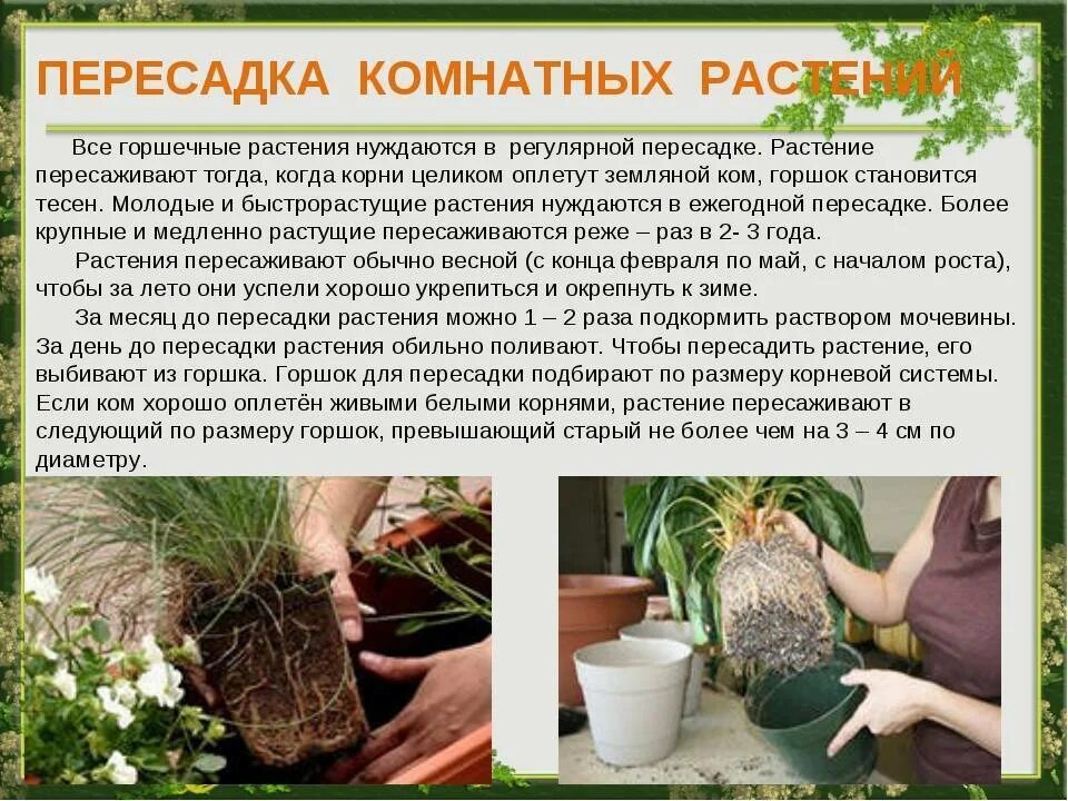 Почему пересадка. Пересадка комнатных цветов. посадка и пересадка комнатных растений. пересадить комнатные цветы. как пересадить комнатное растение.