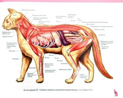 Анатомия и особенности строения скелета кошки, роль в работе органов.