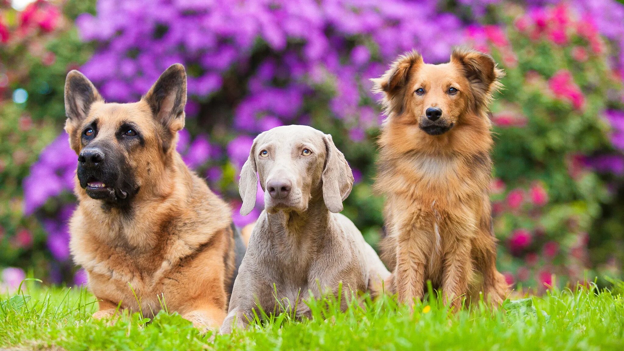 3 щенков. Сиба ину малыш. 3 щенков. Сиба-ину фото. Обои 1920х1080 full hd собачки милые.