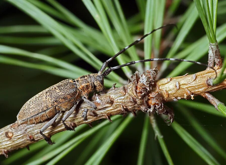 Monochamus galloprovincialis. Жук усач еловый. Жук усач Сосновый. Черный Сосновый усач.