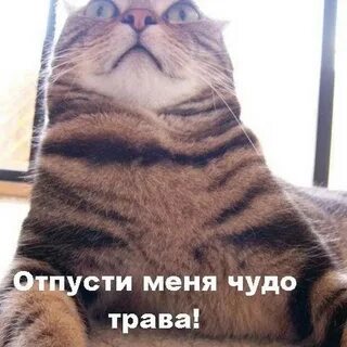 Отпусти не пущу ну