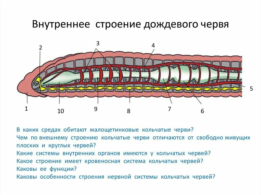 Строение и жизнедеятельность червей. Выделительная система дождевого червя 7 класс. Кольчатые черви черви строение. Системы внутренних органов кольчатых червей. Тип кольчатые черви схема.