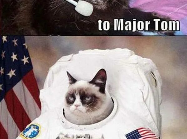 Ground Control to Major Tom. Кошка мажор.