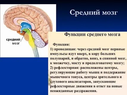 Где расположена и какие функции