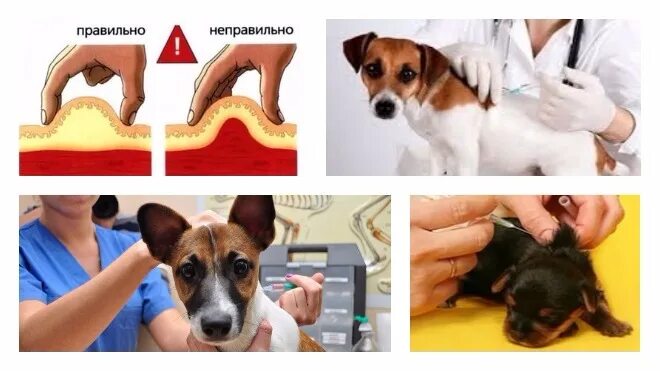 Как колоть собаке в холку. Подкожная инъекция собаке в холку. подкожный укол собаке в холку. как делать укол собаке подкожно. как ставить укол собаке в холку.
