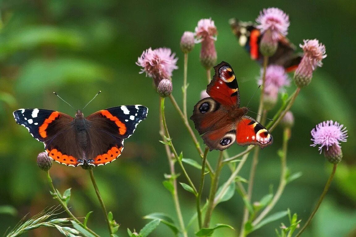 Лесные животные и насекомые. Насекомые бабочки. Луговые бабочки. Бабочка на цветке. Красивые бабочки.