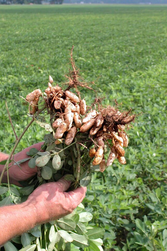 Harvest plants. Земляной орех арахис. Какирастет арахис. Плантации арахиса. Клубни арахиса.