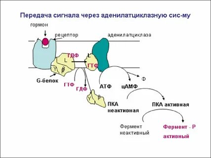 Аденилатциклазная система передачи сигналов
