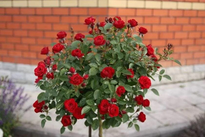 Скарлет Мейяндекор (Scarlet Meillandecor) - Почвопокровные розы - Розы - Каталог